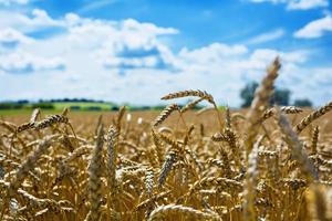 paisaje de verano. campo de trigo bajo el cielo azul foto