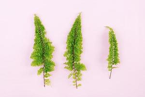 Fern branches pattern on pink background. Flat lay, top view. Free space for your text. photo