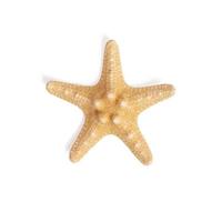 Isolated starfish on white background.Top view photo