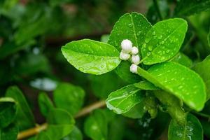 White lime blossom on tree in the farm. photo