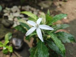 isotoma longiflora o ki tolod crece salvaje en el patio foto