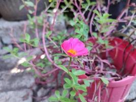 Purslane rose plant with scientific name Portulaca grandiflora This plant is also called the nine o'clock flower because it generally blooms at nine o'clock in the morning photo