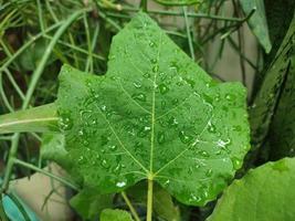 hojas de ficus carica cubiertas de gotas de agua foto