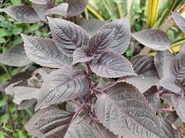 Shiso plant with the scientific name Perilla frutescens var. crispa This plant comes from the mountainous regions of China and India