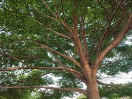 árbol grande en medio del parque foto