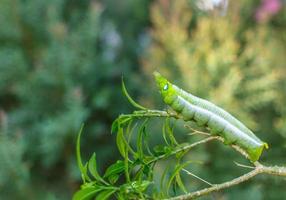 Green caterpillar on leaf photo