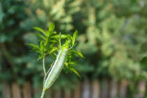 Green caterpillar on leaf photo