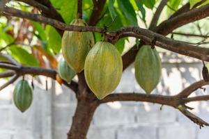 fruta verde de cacao crudo en el árbol de cacao foto