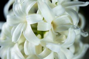 Flowers with long petals macro the blooming hyacinth is close photo