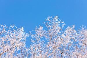 bosque de invierno árboles cubiertos de escarcha y nieve foto