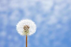 Dandelion flower with flying feathers on blue sky.