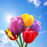 Beautiful tulips. Spring nature background for web banner and card design. photo