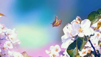 Butterfly and a beautiful nature view of spring flowering trees on blurred background.