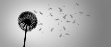 Dandelion flower with flying feathers on blue sky. photo