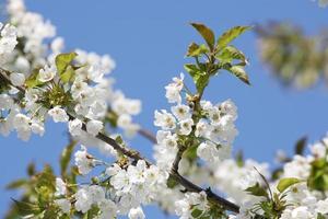 Beautiful branch of blossoming tree in spring. photo