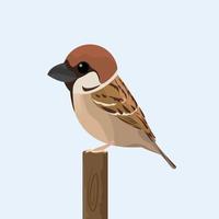 Sparrow bird illustration vector