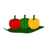fresh red, green, yellow peppers vector