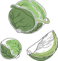 Vector hand drawn cabbages set, whole and cut, isolated on white background. Vector illustration