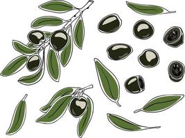 Vector set of olives on branches and leaves in doodle style on white background. Vector illustration