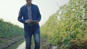 camara lenta. hombres jardineros usando jeans estoy caminando e inspeccionando plantas en el jardín, sosteniendo una tableta, revisando pedidos para el estándar de productos. en la mañana de todos los días video