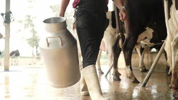 Zeitlupe, Landwirtschaft, Körperteil Männer tragen Stiefel, die einen Eimer Milch vom täglichen Melken der Kühe tragen. im Kuhstall video