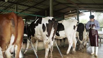hombre delantal tecnología agrícola inteligente. granjero lechero con una tableta digital examina la cantidad de leche producida por un estilo de vida de vaca manchada. un granjero trabaja junto a una vaca en una granja lechera