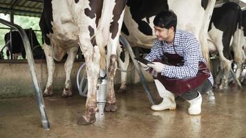 cámara lenta, hombre arpon tecnología agrícola inteligente. granjero lechero con una tableta digital examina la cantidad de leche producida por un estilo de vida de vaca manchada. un granjero trabaja junto a una vaca en una granja lechera video