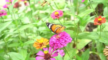 hermosa mariposa se alimenta del néctar de las flores. video