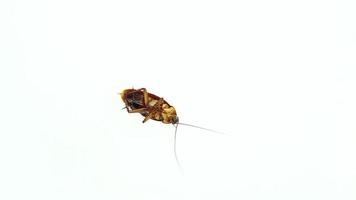 cockroach is dying on a white background. video