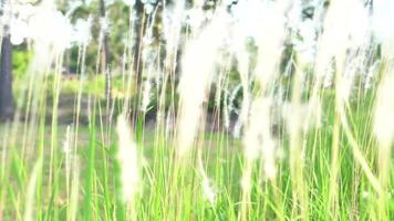 white grass flowers in the rainy season nature background video