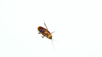 cockroach is dying on a white background. video