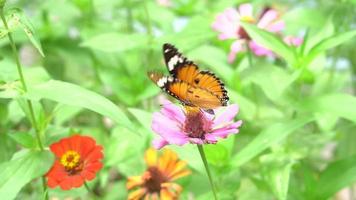 beau papillon se nourrit de nectar de fleurs. video