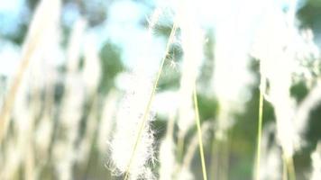 witte grasbloemen in de regenachtige achtergrond van de seizoenaard video