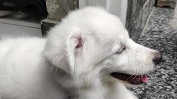 gros plan de portrait de chien chiot blanc mignon, portrait de chien de berger maremme, chien de berger maremmano abruzzese.