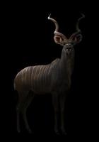 mayor kudu en la oscuridad foto