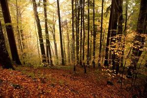 bosque de otoño colorido foto