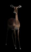 impala in the dark photo