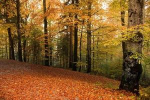 bosque de otoño colorido