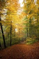 colorful autumn forest photo