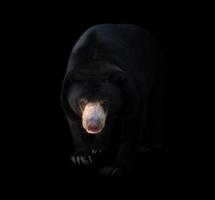 malayan sun bear  in dark background photo