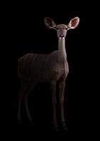 greater kudu in the dark