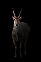 eland standing in the dark photo