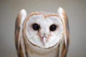 common barn owl photo