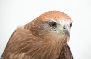 young Brahminy kite or Red-backed sea-eagle photo