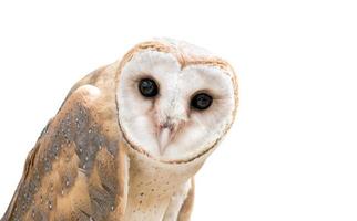 common barn owl photo