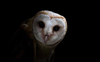 common barn owl photo