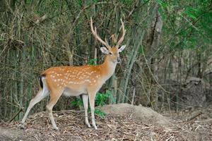 sika deer in forest photo