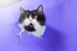 un lindo gato con ojos amarillos. foto