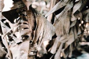 fondo abstracto de hoja de plátano seca, pantalla completa foto