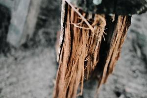 detalle de textura de madera de grano marrón foto